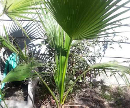 Casa De Amigo's Mobile Home Park