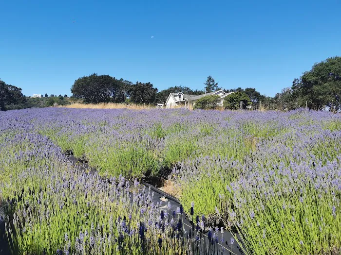 Rancho Verde Picture 4