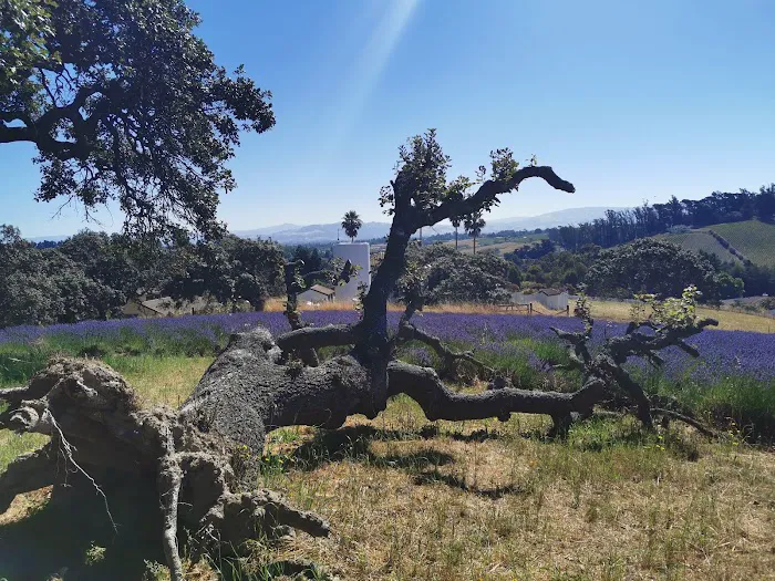 Rancho Verde Picture 5