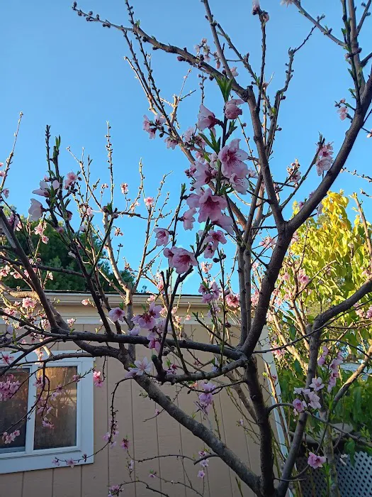 Newells Mobile City Picture 6