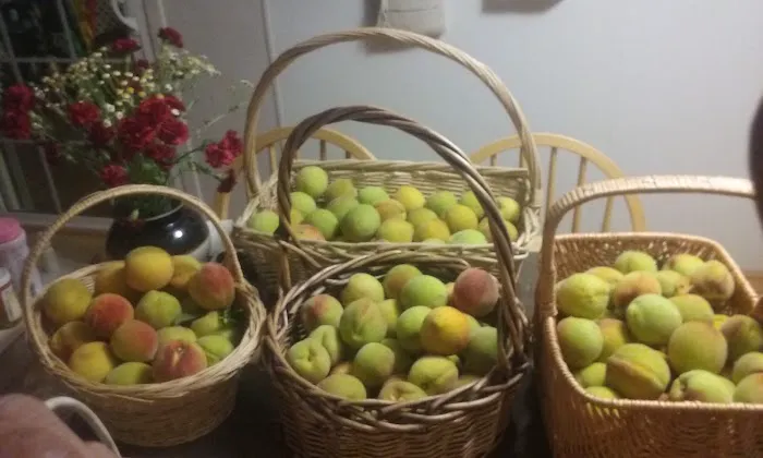 Newells Mobile City Picture 7