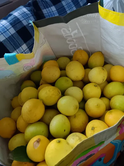 Newells Mobile City Picture 4