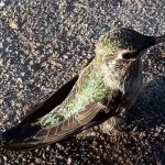 Meadowbrook Mobile Home Park