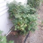 Leisure Mobile Home Park