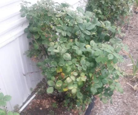 Leisure Mobile Home Park