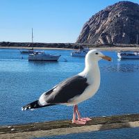 South Peak ico