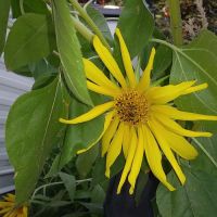 Almond Grove Mobile Home & RV Park ico