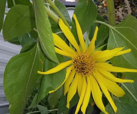 Almond Grove Mobile Home & RV Park