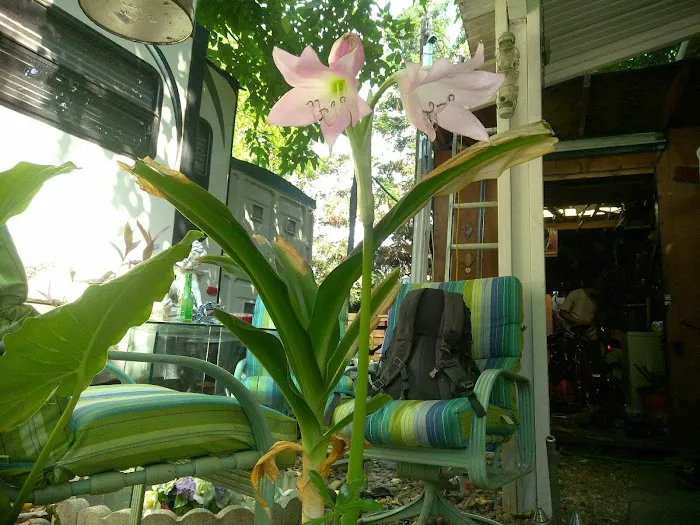 Almond Grove Mobile Home & RV Park Picture 7