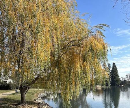 Lakeview Village Mobile Home