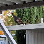 Rancho Yolo Mobile Home Park