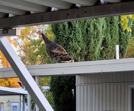 Rancho Yolo Mobile Home Park