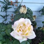 Silver City Mobile Home Lodge