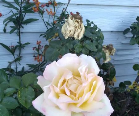 Silver City Mobile Home Lodge