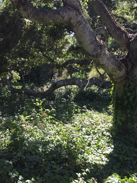 Sea Oaks Picture 8