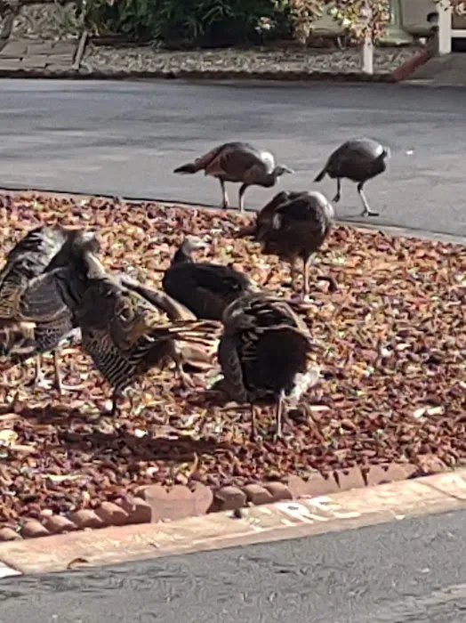 Stonegate Mobile Home Estates Picture 8