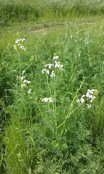 Country Villa Senior Citizen Mobile Home Park Picture 8