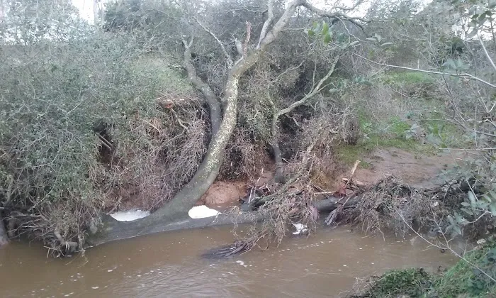 Country Villa Senior Citizen Mobile Home Park Picture 10