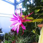 Country Fair Estates