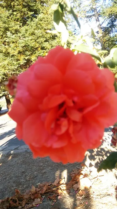 Shamrock Mobile Home Community Picture 6