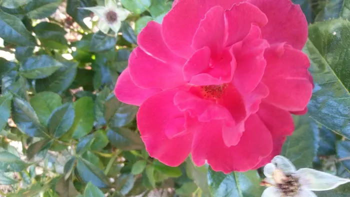 Shamrock Mobile Home Community Picture 9