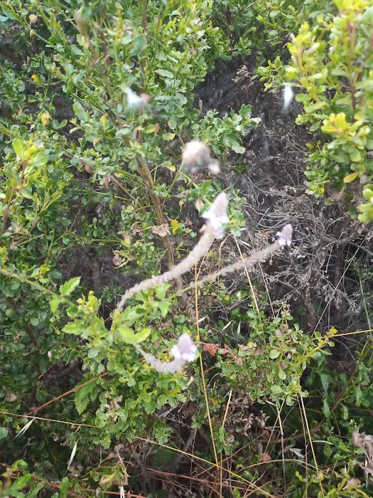 Morro Shores Mobile Home Park Picture 9