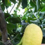 Calif. Grandmothers Club Park