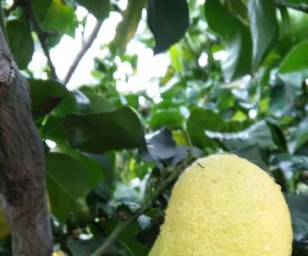 Calif. Grandmothers Club Park