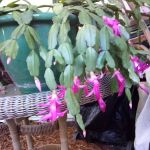 Duna Vista Mobile Home Park