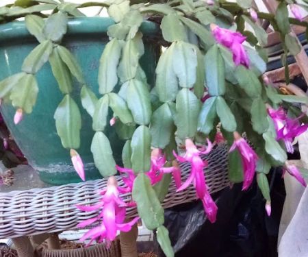 Duna Vista Mobile Home Park