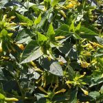 Ken-Mar Gardens Mobile Home Park