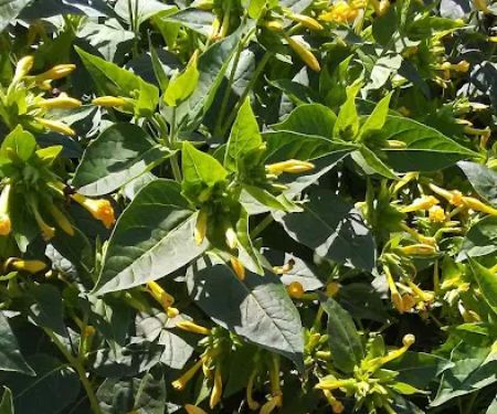 Ken-Mar Gardens Mobile Home Park