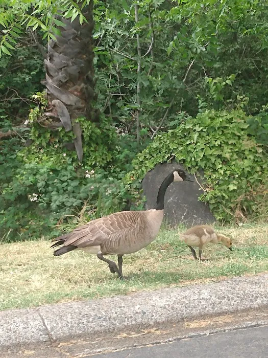 Sierra Lakes Mobile Home Park Picture 3