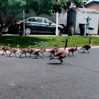 Sierra Lakes Mobile Home Park ico