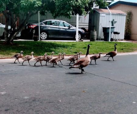 Sierra Lakes Mobile Home Park