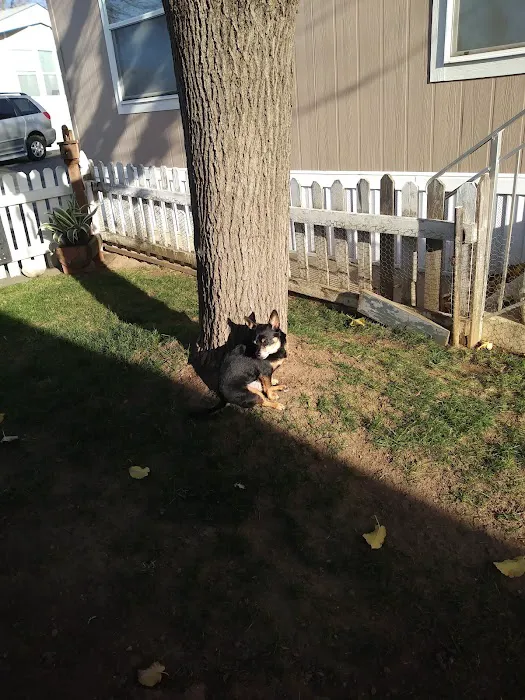 Royal Oaks Mobile Park Picture 3