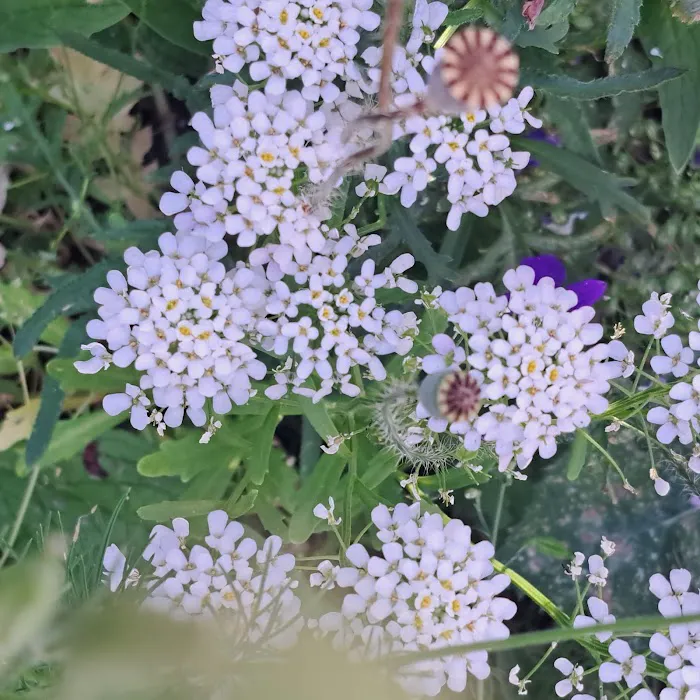 Sunset Villa Mobile Home Park Picture 6