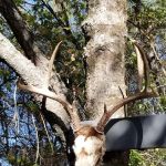 LAKE COMBIE MOBILE HOME VLLGE and RV STORAGE