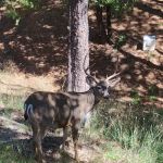 Skyview Terrace Mobile Home