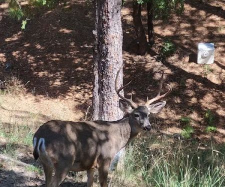 Skyview Terrace Mobile Home