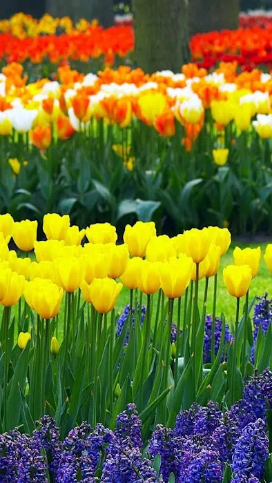 Sierra Trails Mobile Home Park Picture 3