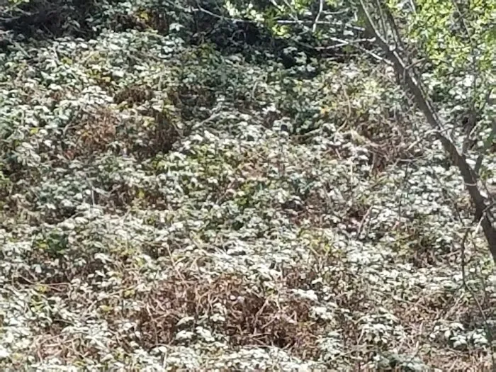 Golden Feather Mobile Home Park Picture 7