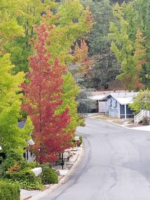 Forest Springs Picture 8