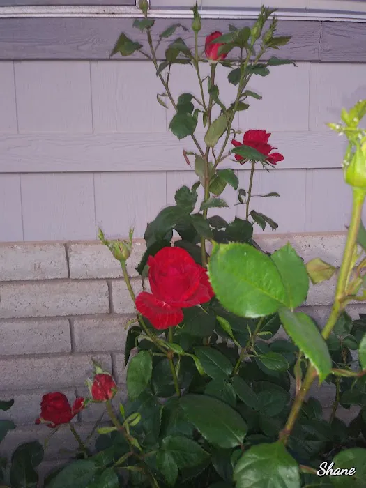 Rancho Chico MHP Picture 10