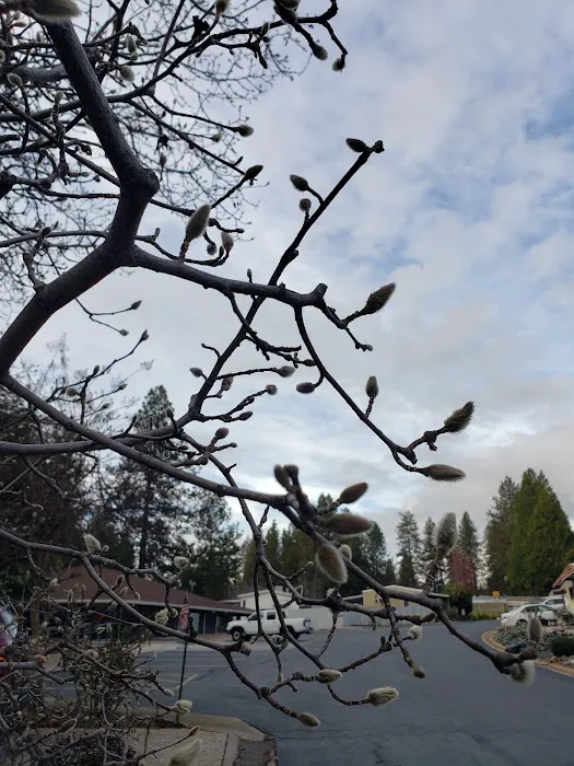 Sierra Pines Mobile Park Picture 1