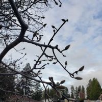 Sierra Pines Mobile Park ico