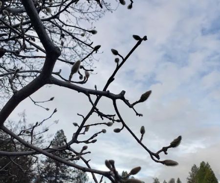 Sierra Pines Mobile Park