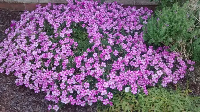 Sierra Pines Mobile Park Picture 5