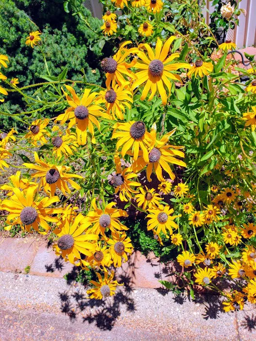 Sierra Pines Mobile Park Picture 4