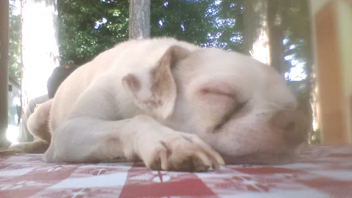 Sierra Pines Mobile Park Picture 6